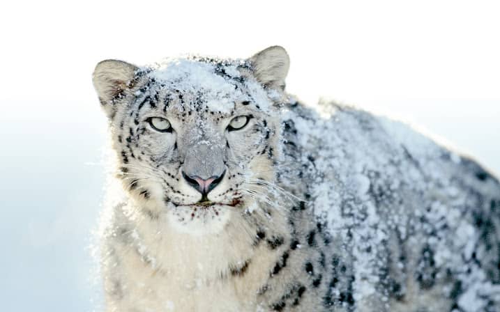 Download snow leopard 10.6 free